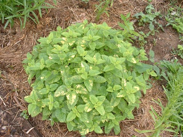 Melissa officinalis 'Aurea'
